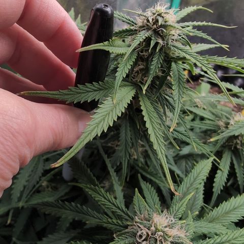 Zelda- Purple Panama Red 17-21%S, (94 days),  287w/60d growlog timeline photo