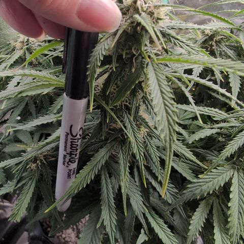 Zelda- Purple Panama Red 17-21%S, (94 days),  287w/60d growlog timeline photo