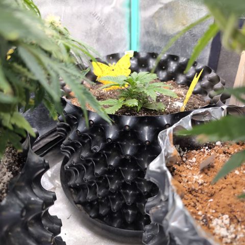 Frannie- BB Fat Bastard (90), Hybrid, 30-38%, 312 wet/57 dry growlog timeline photo
