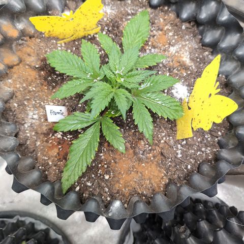 Frannie- BB Fat Bastard (90), Hybrid, 30-38%, 312 wet/57 dry growlog timeline photo