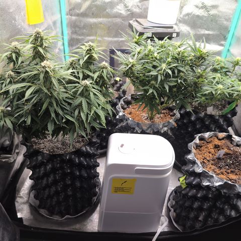 Anita-NH ATF (73), 13-27%, Sativa 149g wet/25g dry growlog timeline photo