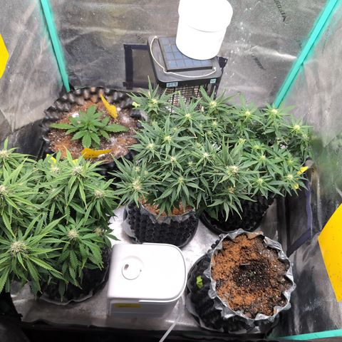 Anita-NH ATF (73), 13-27%, Sativa 149g wet/25g dry growlog timeline photo