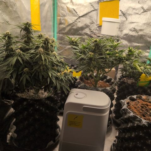 Anita-NH ATF (73), 13-27%, Sativa 149g wet/25g dry growlog photo: I'm so happy they're happy!!