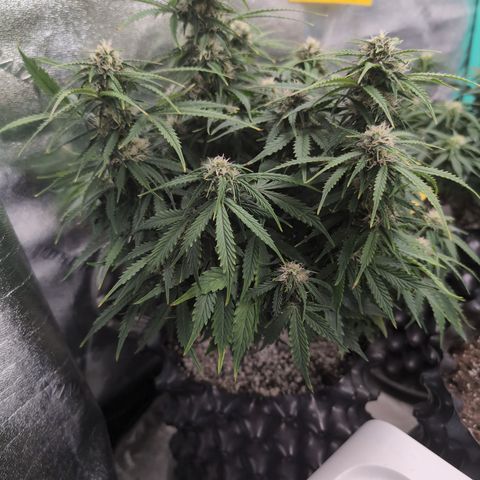 Zelda- Purple Panama Red 17-21%S, (94 days),  287w/60d growlog photo: I'll leave her in the corner a while longer.