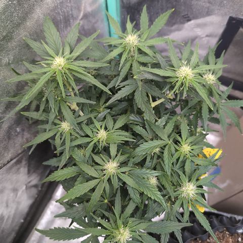 Chrissy -Bruce Banner (78d) 27-33% 60/40S, 215gw/41g dry growlog photo: She is stunning!!