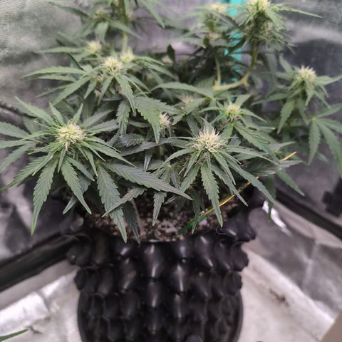 Chrissy -Bruce Banner (78d) 27-33% 60/40S, 215gw/41g dry growlog photo: She is stunning!!