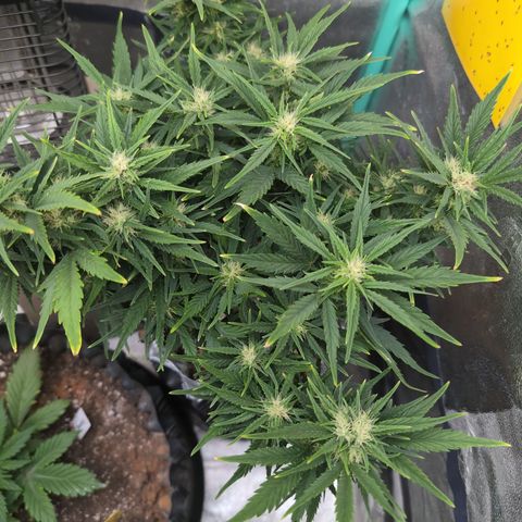 Quinn- Quarter Pounder w/Cheese (84d) 22-28%Sativa 163g wet/36g dry growlog photo: Gorg. Check out her trunk!
