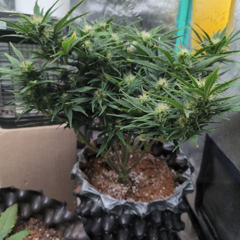 Quinn- Quarter Pounder w/Cheese (84d) 22-28%Sativa 163g wet/36g dry growlog photo: Gorg. Check out her trunk!
