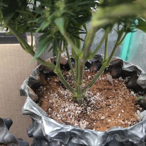 Quinn- Quarter Pounder w/Cheese (84d) 22-28%Sativa 163g wet/36g dry growlog timeline photo
