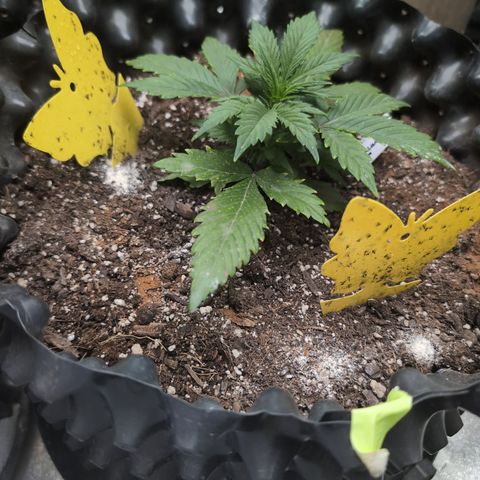Frannie- BB Fat Bastard (90), Hybrid, 30-38%, 312 wet/57 dry growlog photo: She's getting close to top. I want to wait another day, maybe.