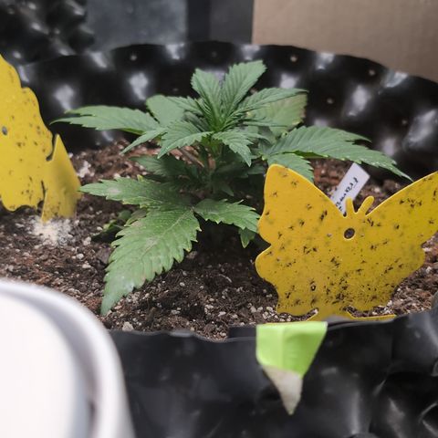 Frannie- BB Fat Bastard (90), Hybrid, 30-38%, 312 wet/57 dry growlog timeline photo