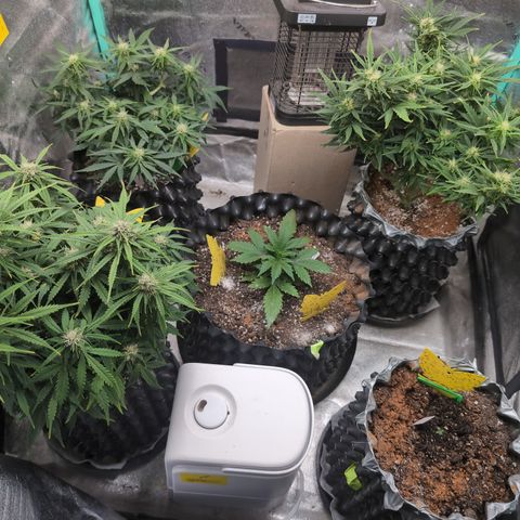 Anita-NH ATF (73), 13-27%, Sativa 149g wet/25g dry growlog timeline photo