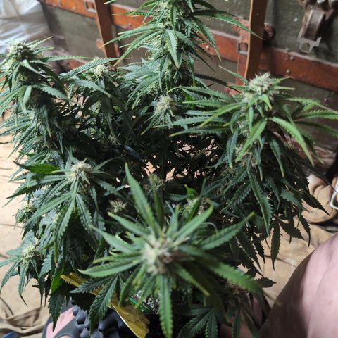 Zelda- Purple Panama Red 17-21%S, (94 days),  287w/60d growlog timeline photo