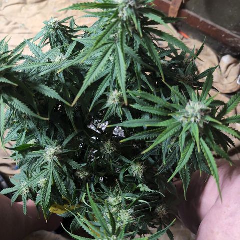 Zelda- Purple Panama Red 17-21%S, (94 days),  287w/60d growlog timeline photo