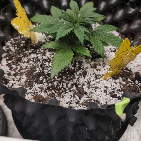 Frannie- BB Fat Bastard (90), Hybrid, 30-38%, 312 wet/57 dry growlog timeline photo