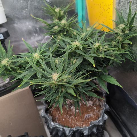 Quinn- Quarter Pounder w/Cheese (84d) 22-28%Sativa 163g wet/36g dry growlog timeline photo