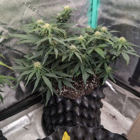 Chrissy -Bruce Banner (78d) 27-33% 60/40S, 215gw/41g dry growlog timeline photo