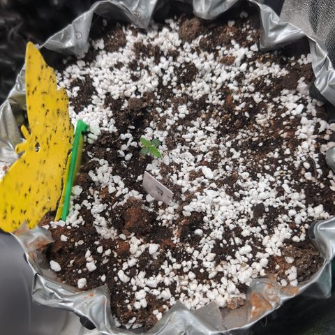 Anita-NH ATF (73), 13-27%, Sativa 149g wet/25g dry growlog timeline photo