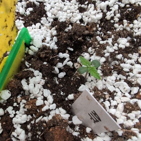 Anita-NH ATF (73), 13-27%, Sativa 149g wet/25g dry growlog timeline photo