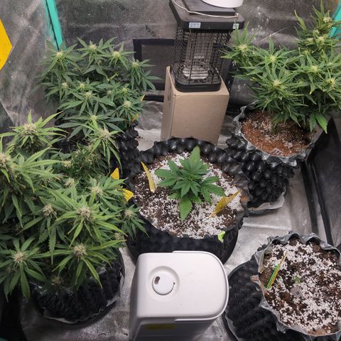Anita-NH ATF (73), 13-27%, Sativa 149g wet/25g dry growlog timeline photo