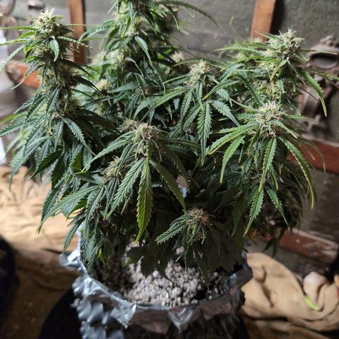 Zelda- Purple Panama Red 17-21%S, (94 days),  287w/60d growlog timeline photo