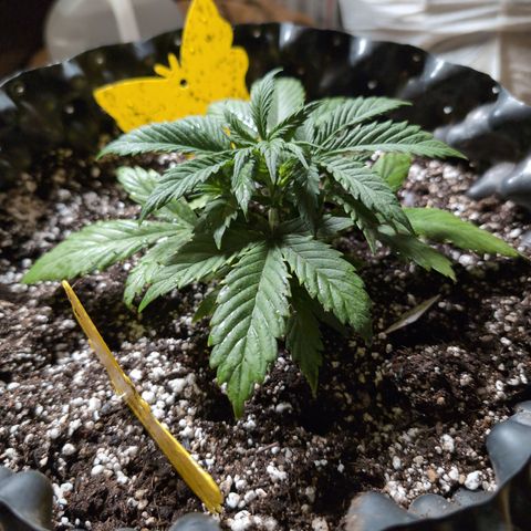 Frannie- BB Fat Bastard (90), Hybrid, 30-38%, 312 wet/57 dry growlog photo: So beautiful!!