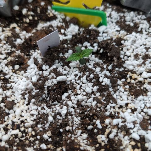 Anita-NH ATF (73), 13-27%, Sativa 149g wet/25g dry growlog timeline photo