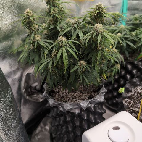 Zelda- Purple Panama Red 17-21%S, (94 days),  287w/60d growlog timeline photo