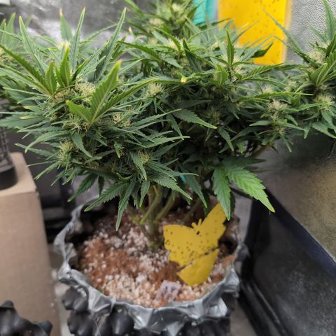 Quinn- Quarter Pounder w/Cheese (84d) 22-28%Sativa 163g wet/36g dry growlog timeline photo
