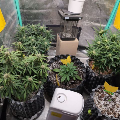Anita-NH ATF (73), 13-27%, Sativa 149g wet/25g dry growlog timeline photo