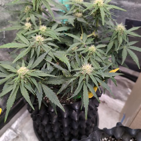 Chrissy -Bruce Banner (78d) 27-33% 60/40S, 215gw/41g dry growlog timeline photo