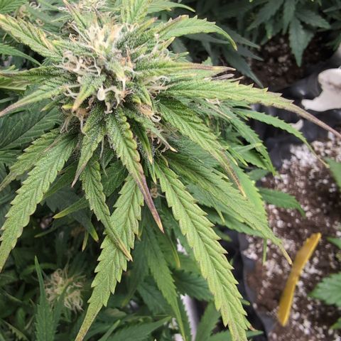 Zelda- Purple Panama Red 17-21%S, (94 days),  287w/60d growlog timeline photo