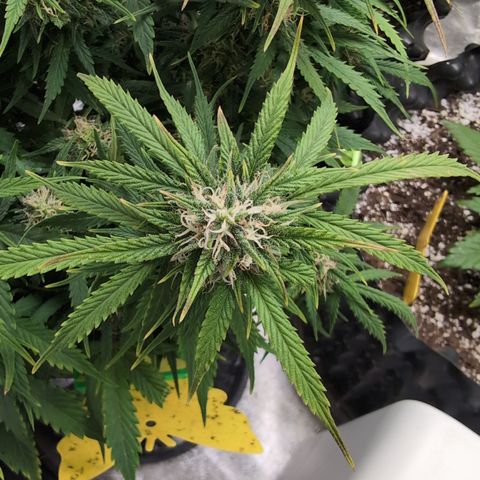 Zelda- Purple Panama Red 17-21%S, (94 days),  287w/60d growlog timeline photo