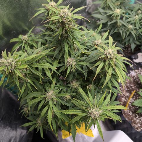 Zelda- Purple Panama Red 17-21%S, (94 days),  287w/60d growlog photo: She's turning purple?