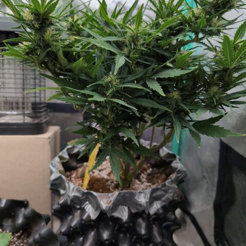 Quinn- Quarter Pounder w/Cheese (84d) 22-28%Sativa 163g wet/36g dry growlog timeline photo