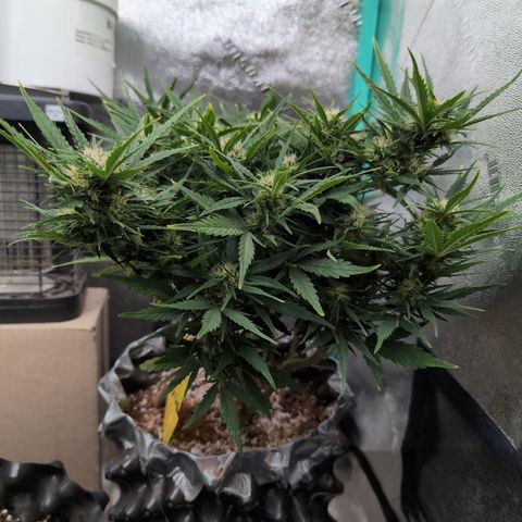 Quinn- Quarter Pounder w/Cheese (84d) 22-28%Sativa 163g wet/36g dry growlog timeline photo
