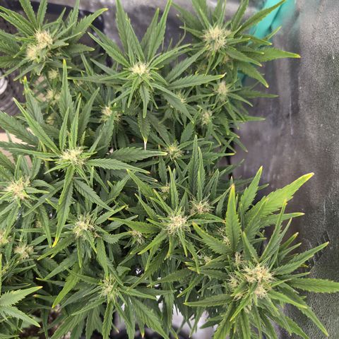 Quinn- Quarter Pounder w/Cheese (84d) 22-28%Sativa 163g wet/36g dry growlog timeline photo