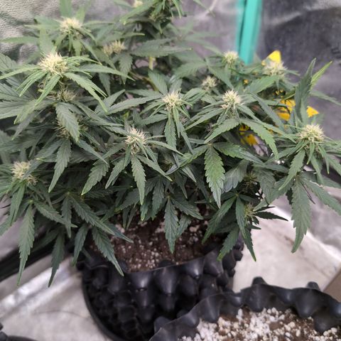 Chrissy -Bruce Banner (78d) 27-33% 60/40S, 215gw/41g dry growlog timeline photo