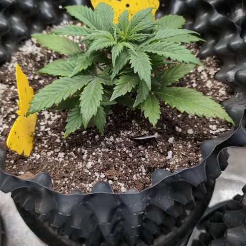 Frannie- BB Fat Bastard (90), Hybrid, 30-38%, 312 wet/57 dry growlog timeline photo