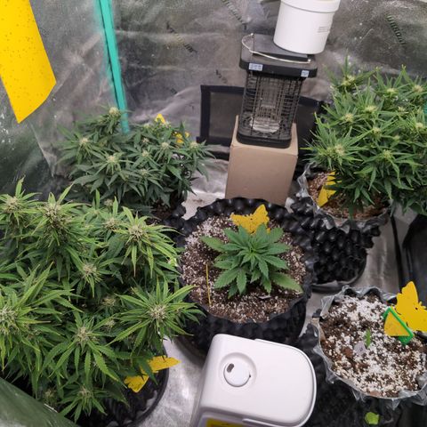 Anita-NH ATF (73), 13-27%, Sativa 149g wet/25g dry growlog timeline photo