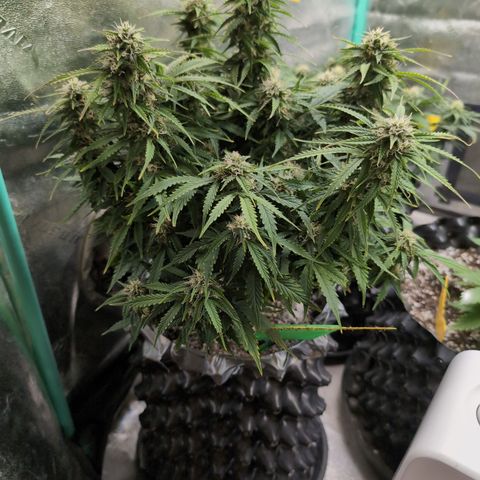 Zelda- Purple Panama Red 17-21%S, (94 days),  287w/60d growlog timeline photo