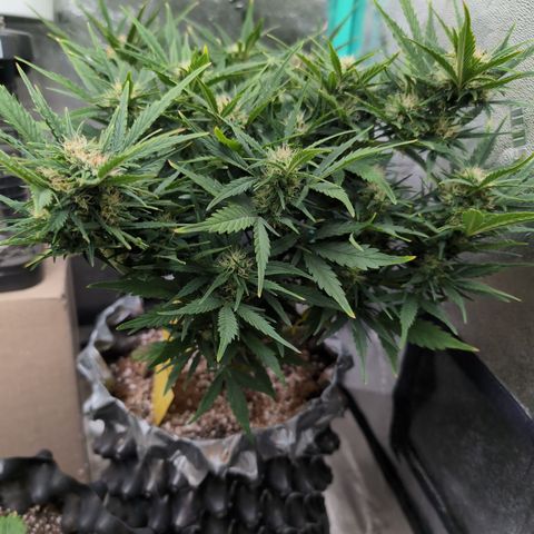 Quinn- Quarter Pounder w/Cheese (84d) 22-28%Sativa 163g wet/36g dry growlog photo: Orangey hairs!! Much be the cheese!