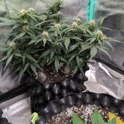 Chrissy -Bruce Banner (78d) 27-33% 60/40S, 215gw/41g dry growlog timeline photo
