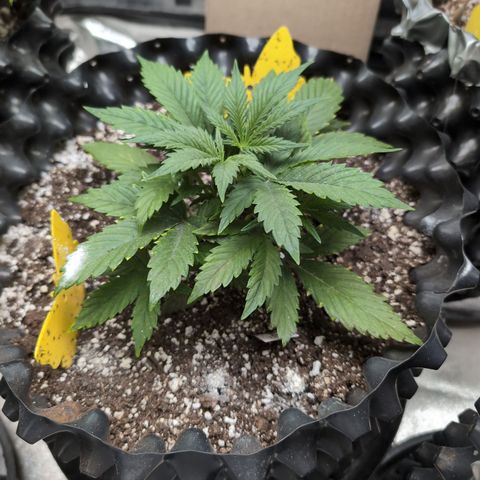 Frannie- BB Fat Bastard (90), Hybrid, 30-38%, 312 wet/57 dry growlog timeline photo