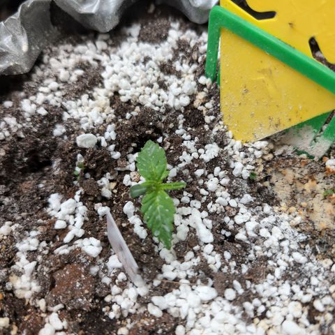 Anita-NH ATF (73), 13-27%, Sativa 149g wet/25g dry growlog photo: She's getting strong!!