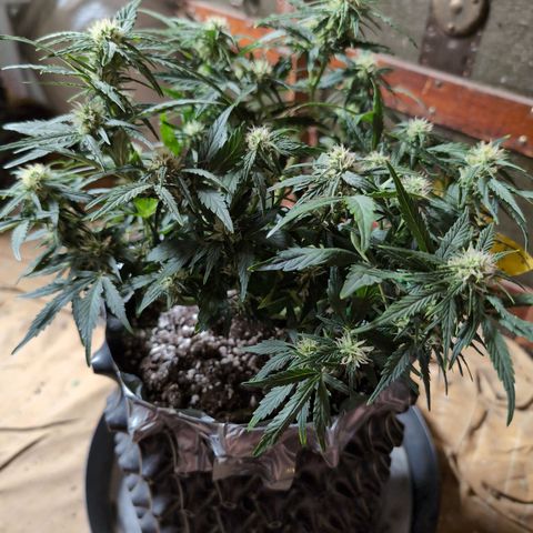 Chrissy -Bruce Banner (78d) 27-33% 60/40S, 215gw/41g dry growlog timeline photo