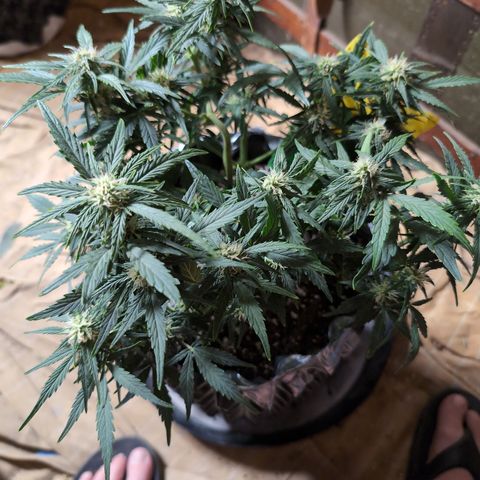 Chrissy -Bruce Banner (78d) 27-33% 60/40S, 215gw/41g dry growlog timeline photo