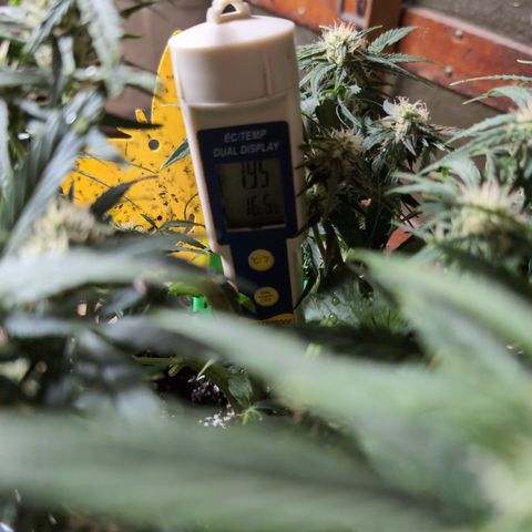 Chrissy -Bruce Banner (78d) 27-33% 60/40S, 215gw/41g dry growlog timeline photo