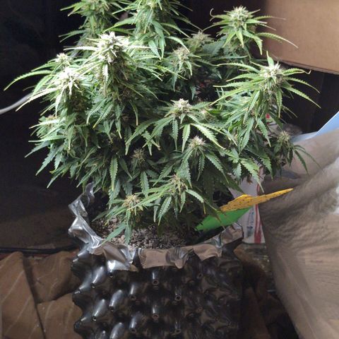 Zelda- Purple Panama Red 17-21%S, (94 days),  287w/60d growlog photo: Just gorg!!