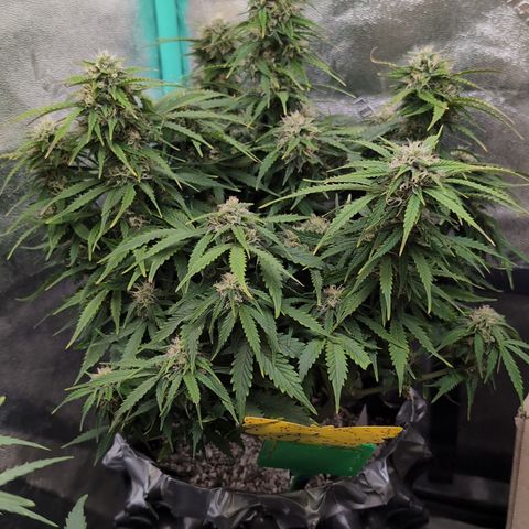 Zelda- Purple Panama Red 17-21%S, (94 days),  287w/60d growlog timeline photo